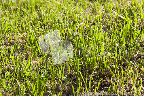 Image of green mown grass