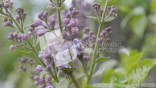 Image of Spring branch of blossoming lilac.