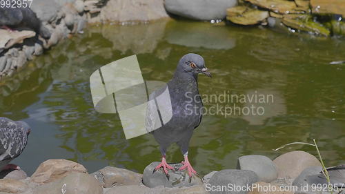 Image of Beautiful pigeon sitting near the water fountain