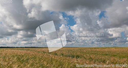 Image of landscape of wheat field at harvest
