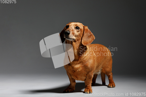 Image of adorable small dog Dachshund