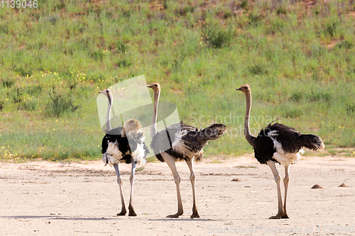 Image of Ostrich, in Kalahari,South Africa wildlife safari