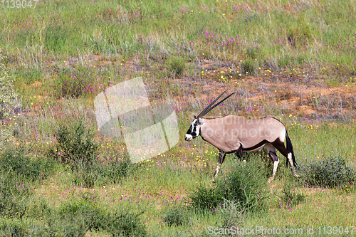 Image of Gemsbok, Oryx gazella in Kalahari