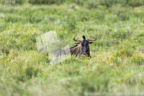 Image of Blue Wildebeest in Kalahari, South Africa