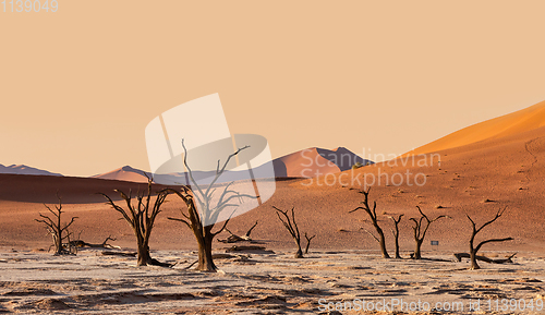 Image of Dead Vlei landscape in Sossusvlei, Namibia