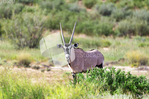 Image of Gemsbok, Oryx gazella in Kalahari