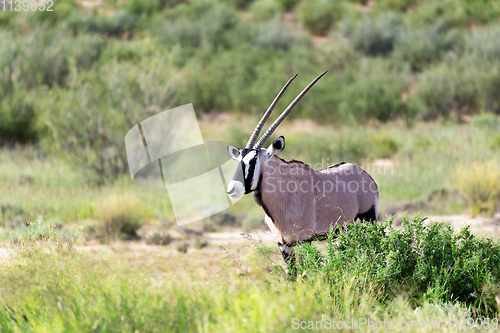 Image of Gemsbok, Oryx gazella in Kalahari