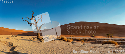 Image of Dead Vlei landscape in Sossusvlei, Namibia