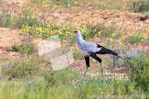 Image of Secretary bird Kalahari Transfrontier Park, South Africa