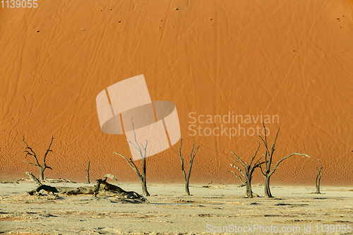 Image of Dead Vlei landscape in Sossusvlei, Namibia