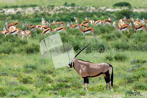 Image of Gemsbok, Oryx gazella in Kalahari