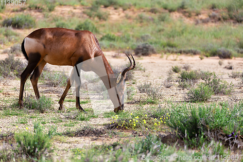 Image of Red Hartebeest in Kalahari South Africa