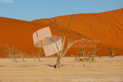 Image of Dead Vlei landscape in Sossusvlei, Namibia