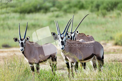 Image of Gemsbok, Oryx gazella in Kalahari