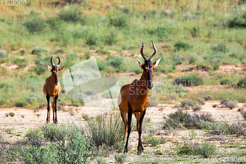 Image of Red Hartebeest in Kalahari South Africa