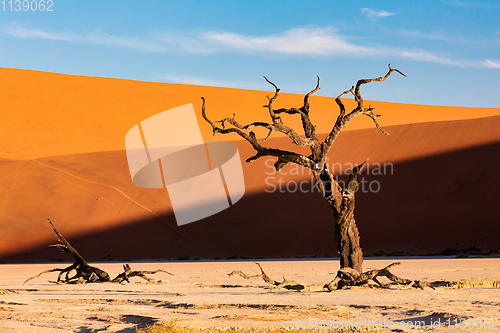 Image of Dead Vlei landscape in Sossusvlei, Namibia