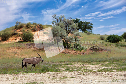 Image of Gemsbok, Oryx gazella in Kalahari