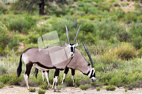 Image of Gemsbok, Oryx gazella in Kalahari