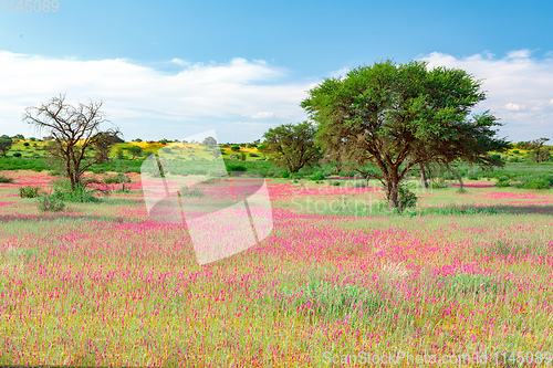 Image of Blooming Kalahari desert South Africa wilderness