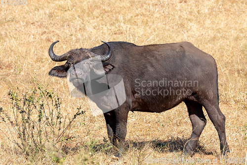 Image of Cape Buffalo at Chobe, Botswana safari wildlife