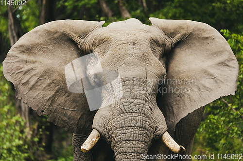 Image of African Elephant in Moremi, Botswana safari wildlife