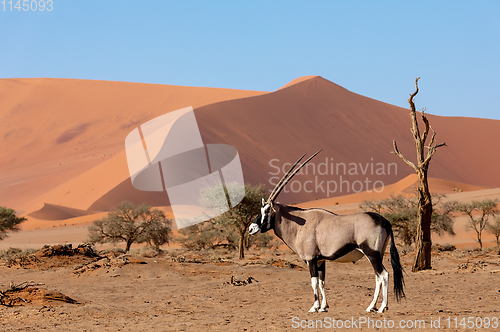 Image of Gemsbok, Oryx gazella on dune, Namibia Wildlife