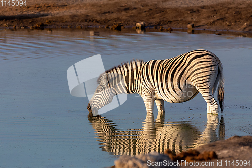 Image of zebra reflection in Etosha Namibia wildlife safari