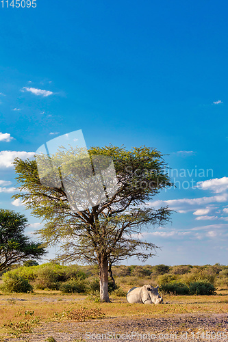 Image of Resting white rhinoceros under acacia tree in Khama Rhino Sanctuary reservation, Botswana safari wildlife