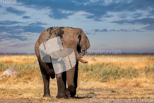 Image of African Elephant in Chobe, Botswana safari wildlife