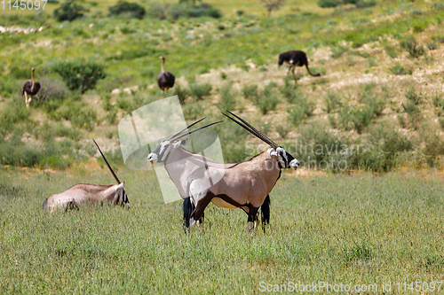 Image of Gemsbok, Oryx gazella in Kalahari