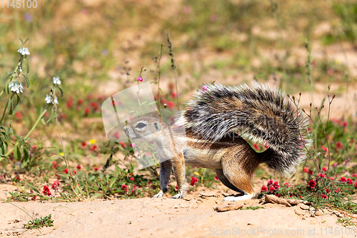 Image of South African ground squirrel in flowering desert Kalahari