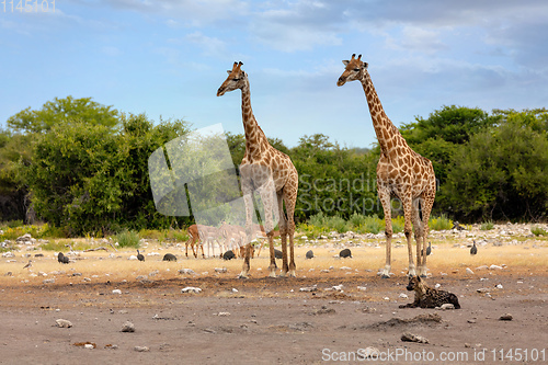 Image of Giraffe on Etosha with stripped hyena, Namibia safari wildlife