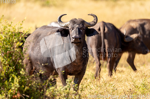 Image of Cape Buffalo at Chobe, Botswana safari wildlife