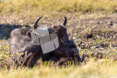 Image of Cape Buffalo at Chobe, Botswana safari wildlife