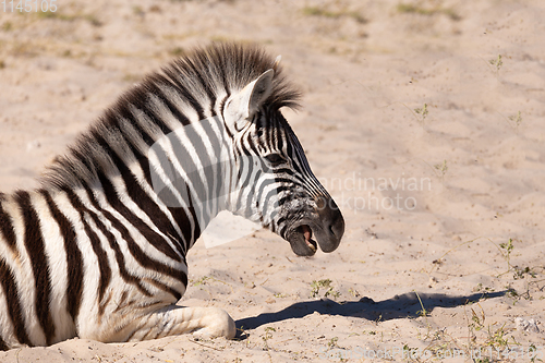 Image of zebra calf in Etosha Namibia wildlife safari