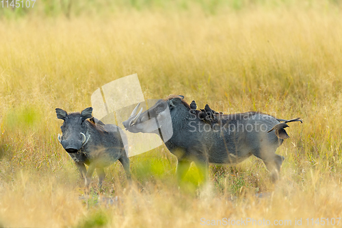 Image of Warthog in Moremi reserve, Botswana safari wildlife