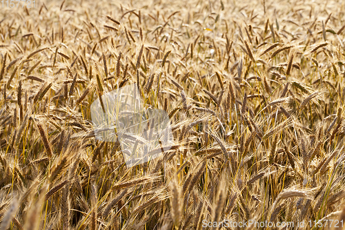 Image of field with cereals