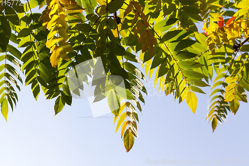 Image of crown of a tree