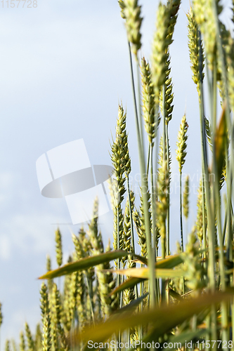 Image of green wheat