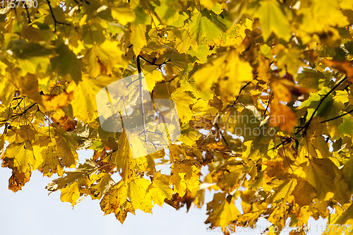 Image of orange maple leaves