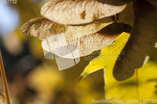 Image of maple seeds