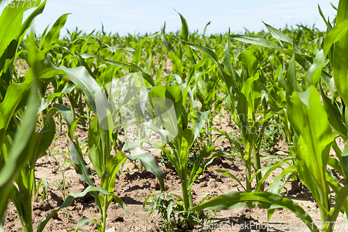 Image of young green corn