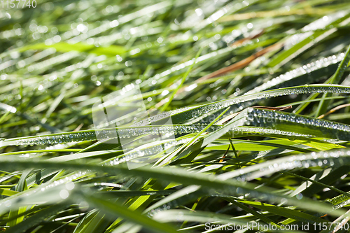 Image of drops of water and green grass