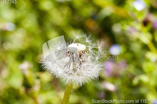 Image of white dandelion ball