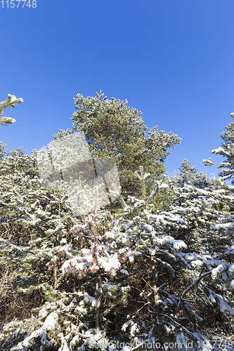 Image of snow covered branches and a trunk with pine needles in winter snowfall, close-ups and details of a forest in nature