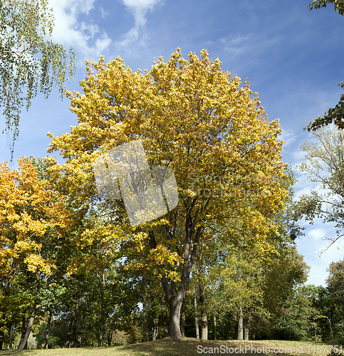 Image of Yellow maple foliage