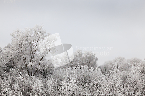 Image of Trees in the frost