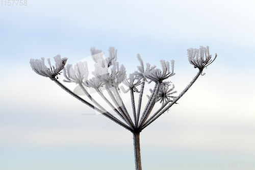 Image of umbrella dill