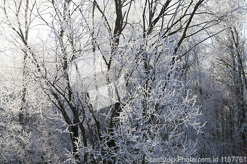 Image of Frost on tree branches