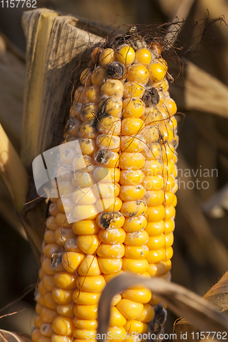 Image of fungus ripe corn